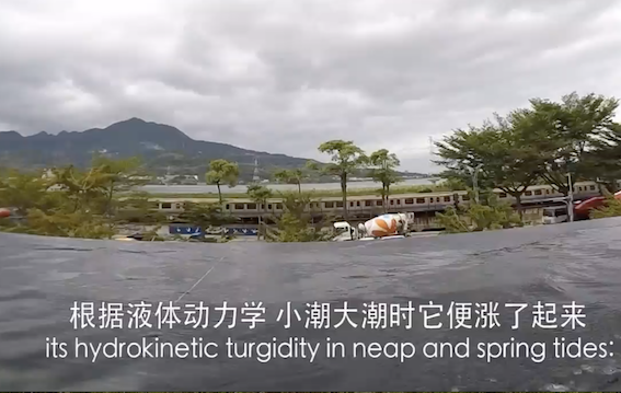 clip from Swim Duck video Niamh Cunningham 2019