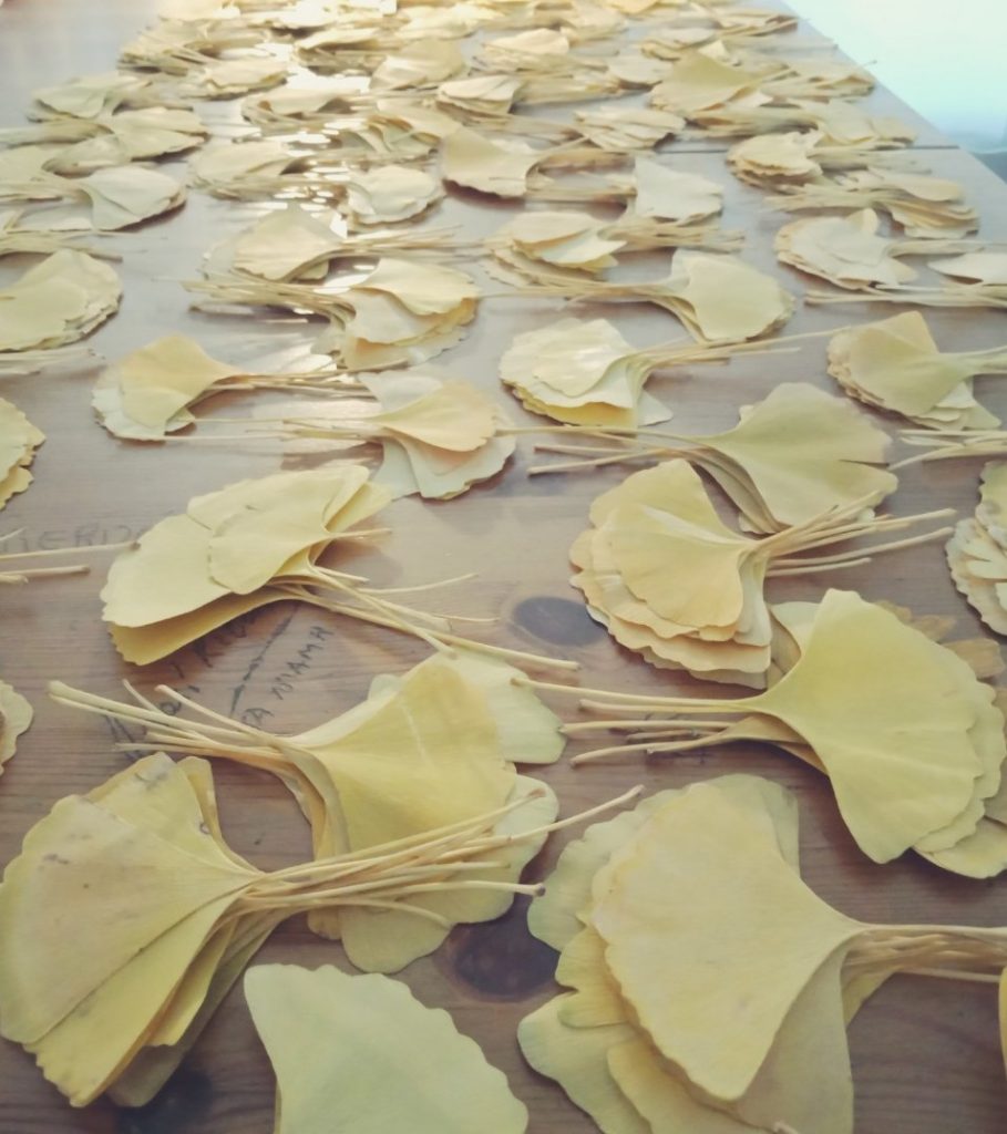 cleaning Ginkgo leaves