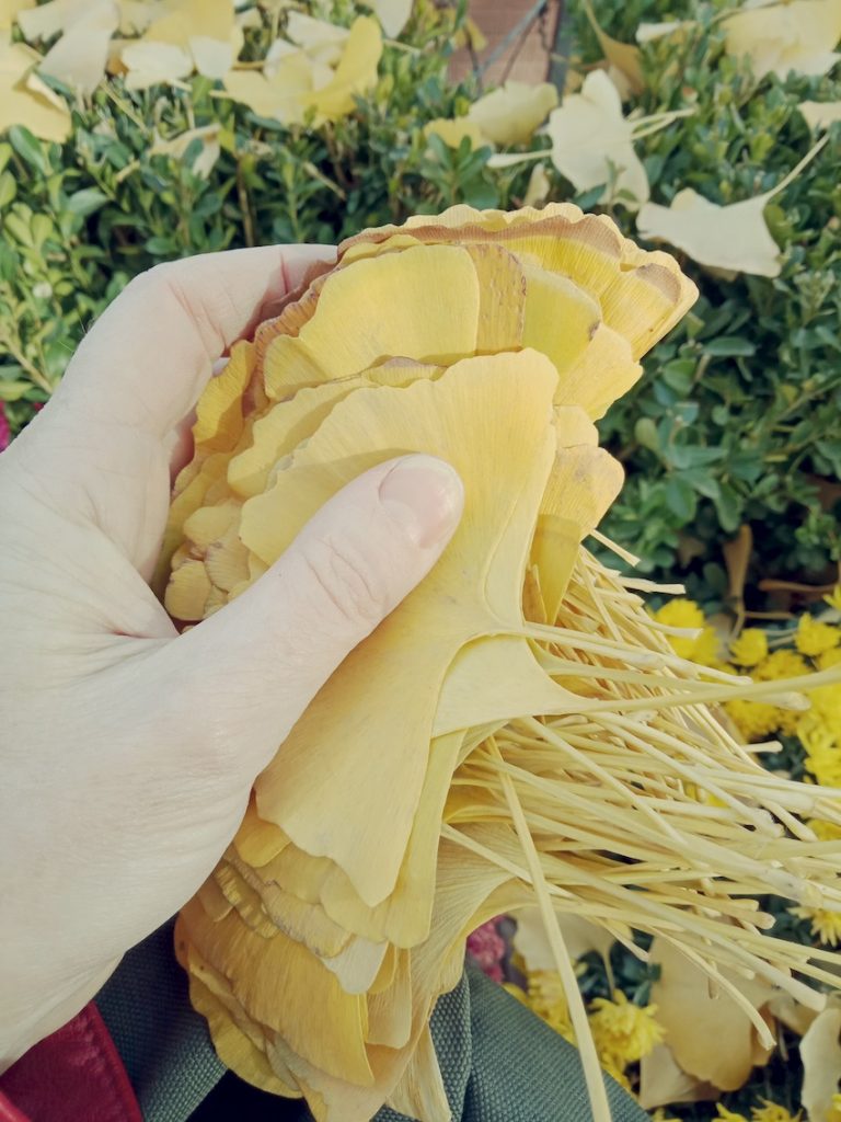 handful of ginkgo leaves